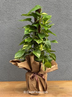 Sarmaşık Pothos Çiçeği